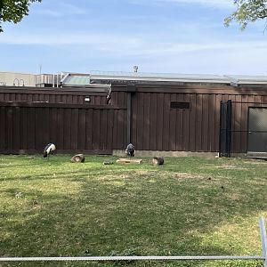 10/11/2024 - Gray Crowned Cranes