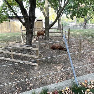 10/11/2024 - Eastern Bongos