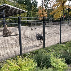 10/11/2024 - Ostrich
