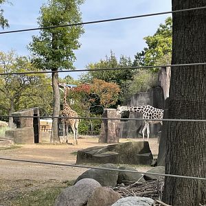 10/11/2024 - Giraffes