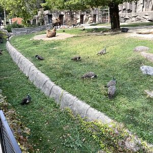10/11/2024 - Common Peafowl and Bactrian Camels