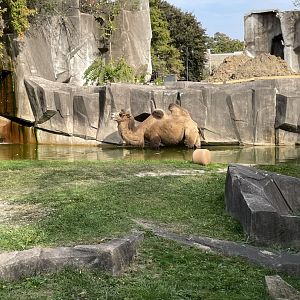 10/11/2024 - Bactrian Camel in water