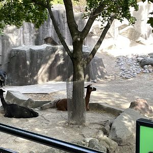 10/11/2024 - Alpacas + Baird's Tapir