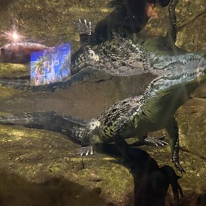 Nile Crocodile Underwater View