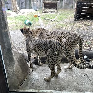 10/11/2024 - Cheetahs