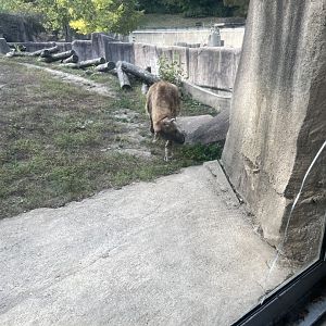 10/11/2024 - Spotted Hyena