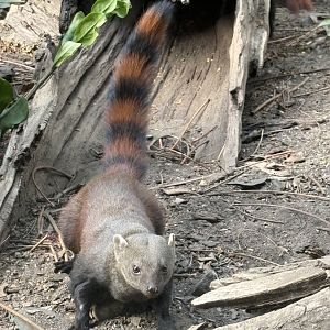 Ring Tailed Mongoose