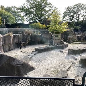 10/11/2024 - Common Waterbucks + Greater Kudu