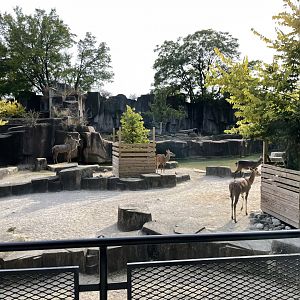 10/11/2024 - Greater Kudu