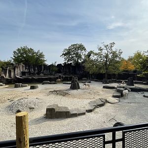 10/11/2024 - African Watering Hole Enclosure