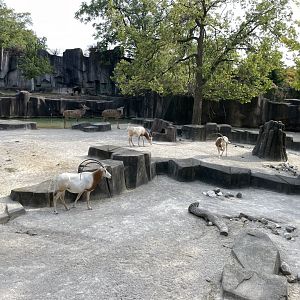 10/11/2024 - Scimitar-Horned Oryxes + Greater Kudu