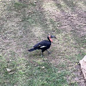 10/11/2024 - Southern Ground Hornbill