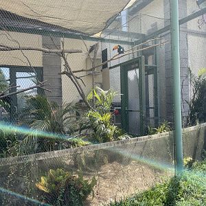 8/14/2024 - Toco Toucan + Red-Legged Seriema