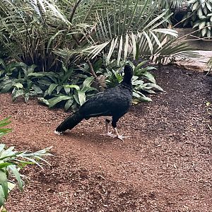 8/14/2024 - Blue-Billed Curassow