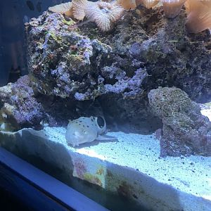 8/14/2024 - Epaulette Shark Pup