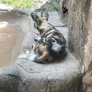 8/14/2024 - African Painted Dog