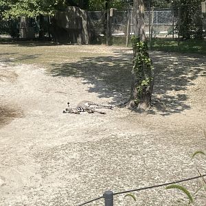 8/14/2024 - Grevy's Zebra Foal