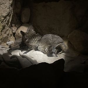 8/14/2024 - Bat-Eared Foxes
