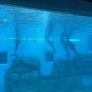 8/14/2024 - Bottlenose Dolphins