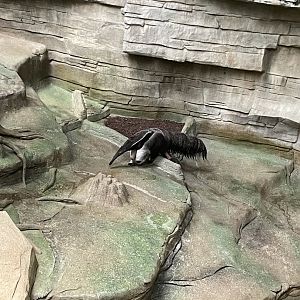 8/14/2024 - Giant Anteater