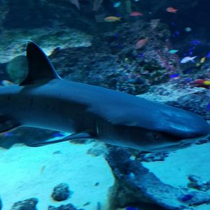 Whitetip Reef Shark