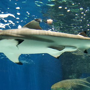 Blacktip Reef Shark