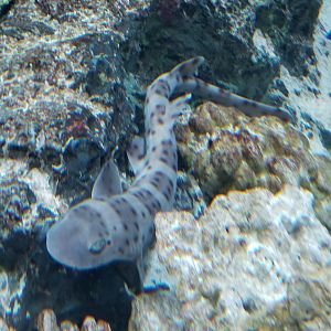 Australian Spotted Catshark
