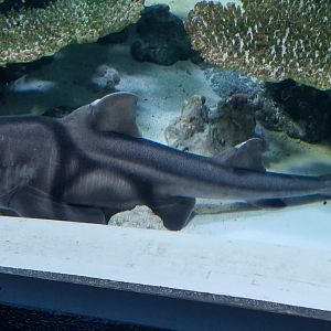 Port Jackson Shark