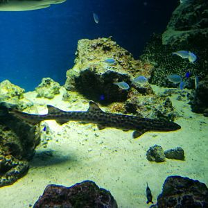 Coral Catshark