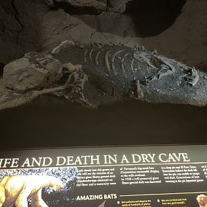 6/5/2024 - Shasta Ground Sloth