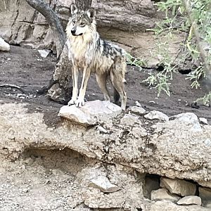 6/5/2024 - Mexican Gray Wolf