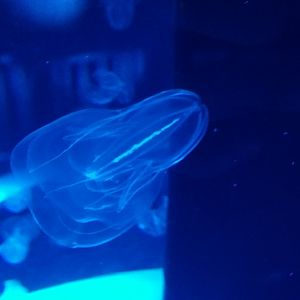 Northern Comb Jelly (Bolinopsis infundibulum)