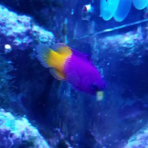 Royal Gramma (Gramma loreto)