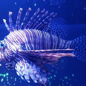 Red Lionfish (Pterois volitans)