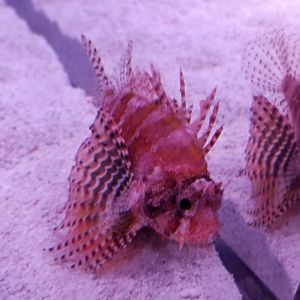 Dwarf Lionfish (Dendrochirus brachypterus)