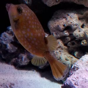 Bluespotted Boxfish (Ostracion immaculatum)