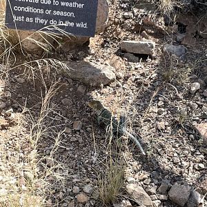 6/5/2024 - Eastern Collared Lizard