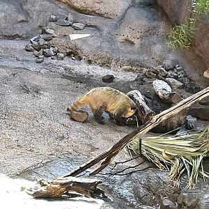 6/5/2024 - South American Coati