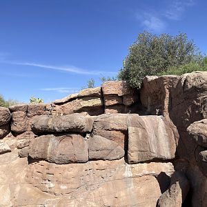 6/5/2024 - Desert Bighorn Sheep