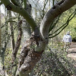 6/5/2024 - White-Winged Dove and Nest