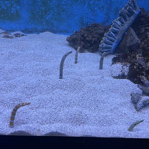 6/5/2024 - Garden Eels