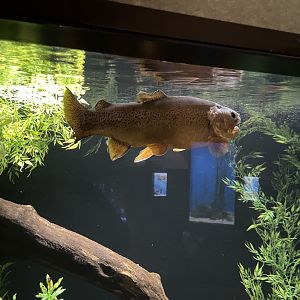 6/5/2024 - Apache Trout