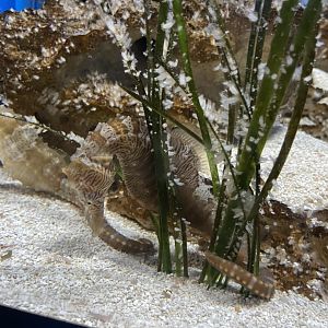 6/5/2024 - Lined Seahorse