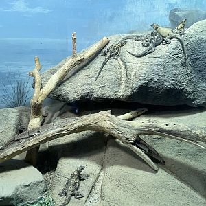 6/5/2024 - San Esteban Chuckwalla