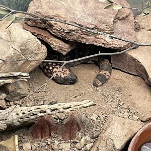 6/5/2024 - Gila Monster