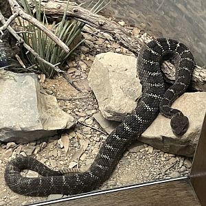 6/5/2024 - Arizona Black Rattlesnake