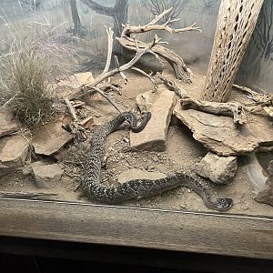 6/5/2024 - Black-Tailed Rattlesnake