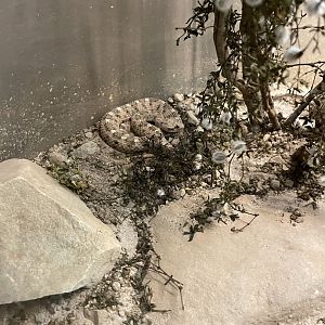 6/5/2024 - Sonoran Sidewinder