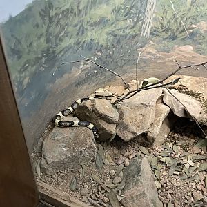 6/5/2024 - Long-Nosed Snake