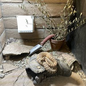 6/5/2024 - Tiger Rattlesnake